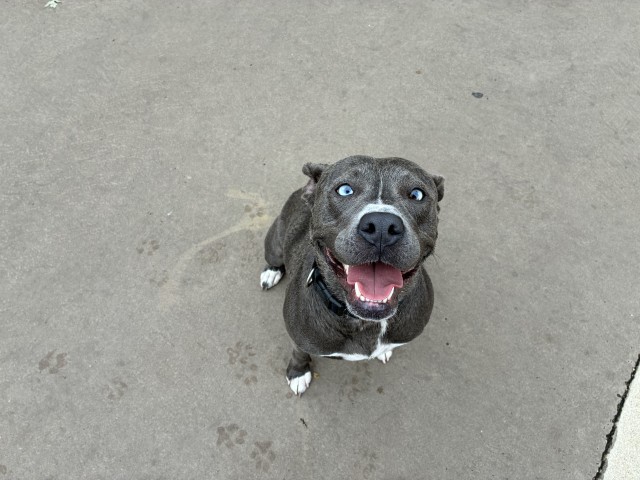 Biscuit at Chicago Animal Care and Control