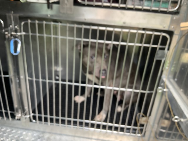 American Pit Bull Terrier at Chicago Animal Care and Control