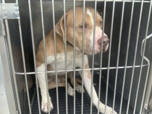 Freeport, adoptable American Pit Bull Terrier at Chicago Animal Care and Control
