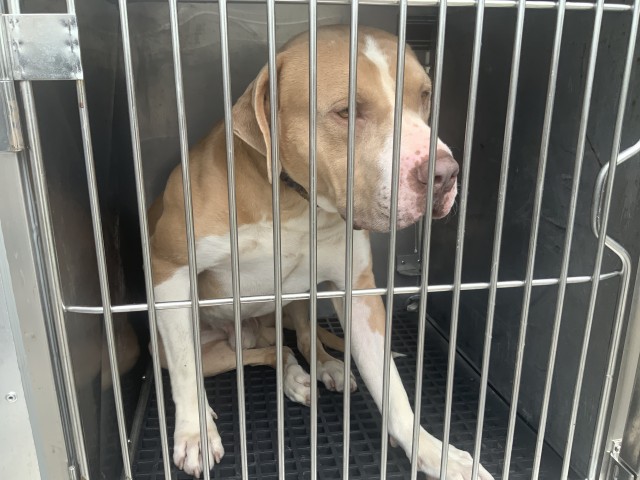 American Pit Bull Terrier at Chicago Animal Care and Control