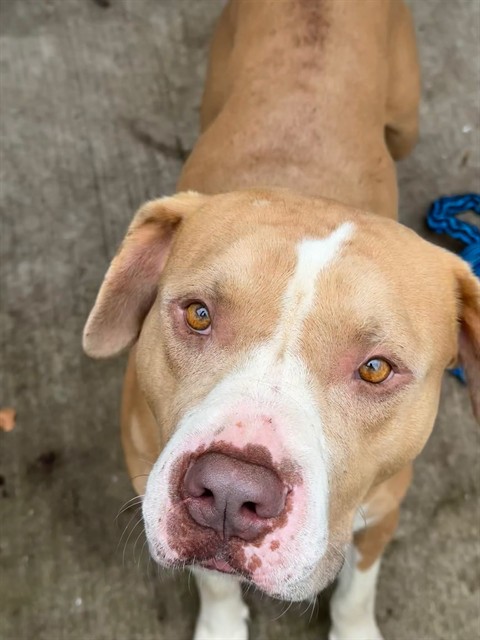Freeport, adoptable American Pit Bull Terrier at Chicago Animal Care and Control