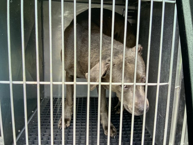 American Pit Bull Terrier / Bull Terrier / Labrador Retriever at Chicago Animal Care and Control