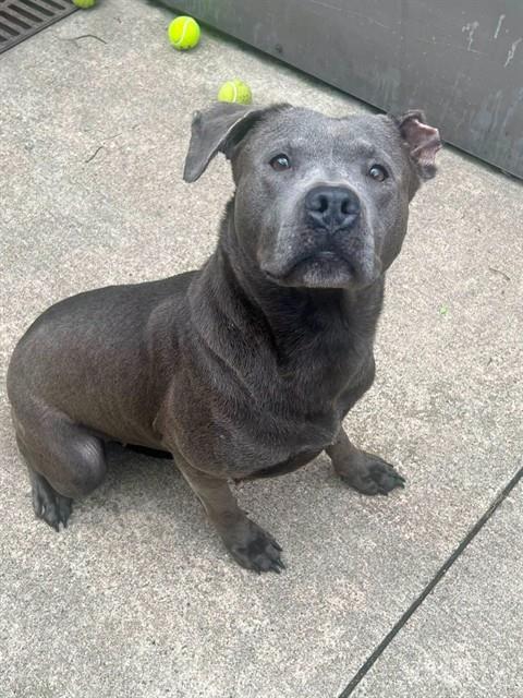 Promise, adoptable American Pit Bull Terrier / Bull Terrier / Labrador Retriever at Chicago Animal Care and Control