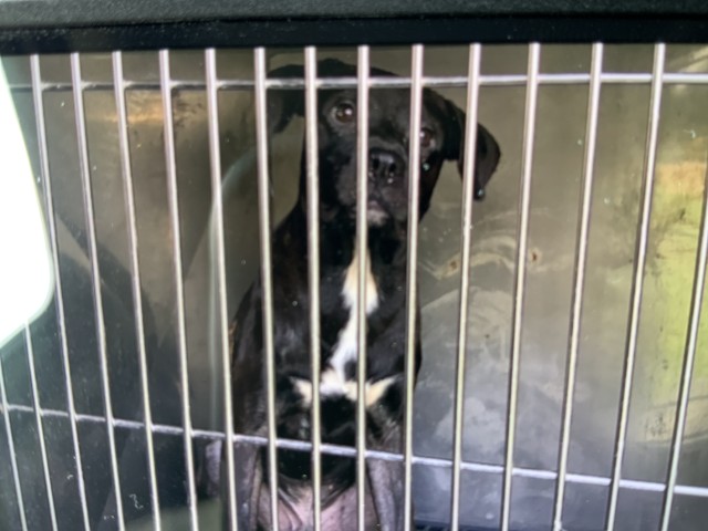 American Pit Bull Terrier / Bull Terrier / Labrador Retriever at Chicago Animal Care and Control