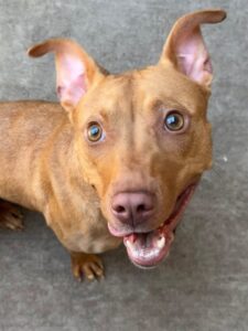 Fireball, adoptable American Pit Bull Terrier at Chicago Animal Care and Control