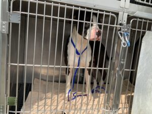 Jimmy, adoptable American Pit Bull Terrier at Chicago Animal Care and Control
