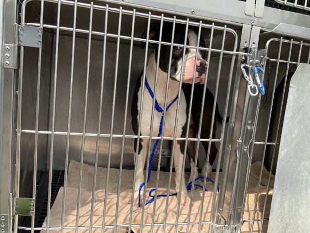 American Pit Bull Terrier at Chicago Animal Care and Control
