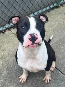Jimmy, adoptable American Pit Bull Terrier at Chicago Animal Care and Control