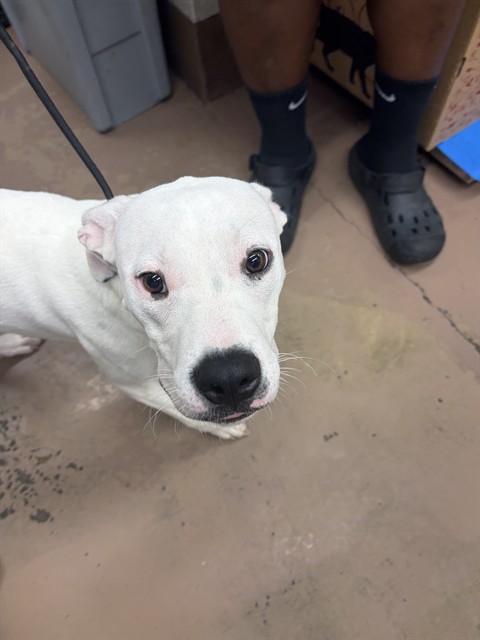 American Pit Bull Terrier at Chicago Animal Care and Control