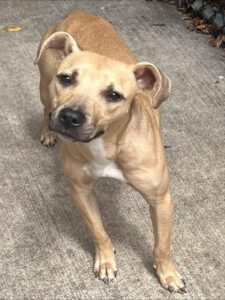 Poppyseed, adoptable American Pit Bull Terrier at Chicago Animal Care and Control
