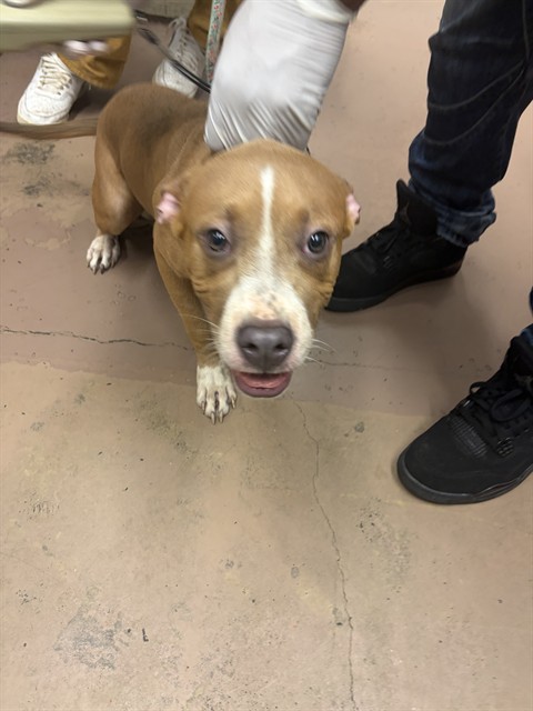 American Pit Bull Terrier at Chicago Animal Care and Control