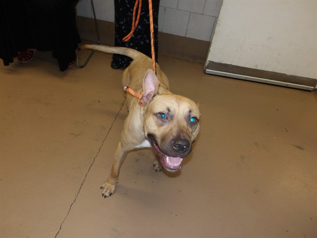 American Pit Bull Terrier at Chicago Animal Care and Control