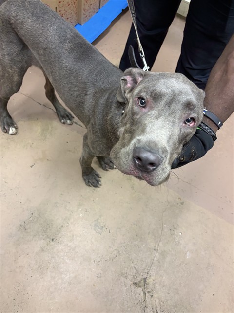 Great Dane at Chicago Animal Care and Control