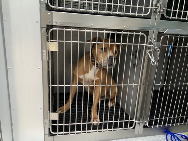 American Pit Bull Terrier / Boxer / Bull Terrier at Chicago Animal Care and Control