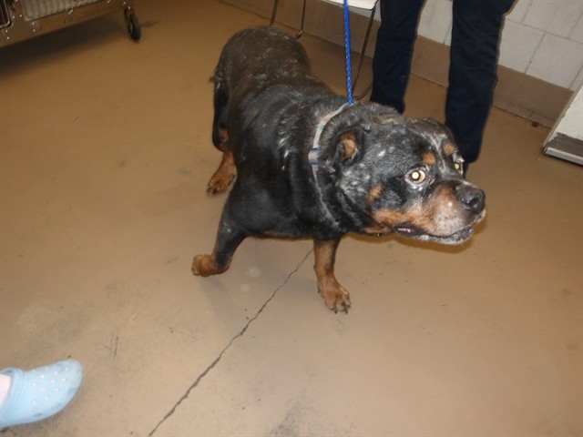Rottweiler at Chicago Animal Care and Control