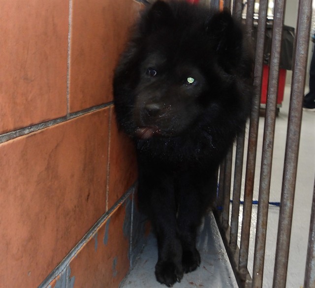 Chow Chow at Chicago Animal Care and Control