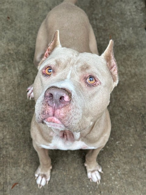 Parton, adoptable American Pit Bull Terrier at Chicago Animal Care and Control