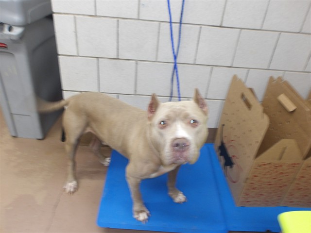 American Pit Bull Terrier at Chicago Animal Care and Control