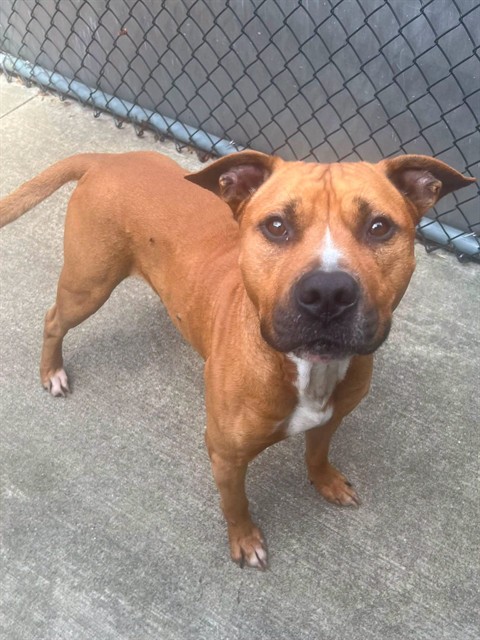Vernon, adoptable American Pit Bull Terrier at Chicago Animal Care and Control