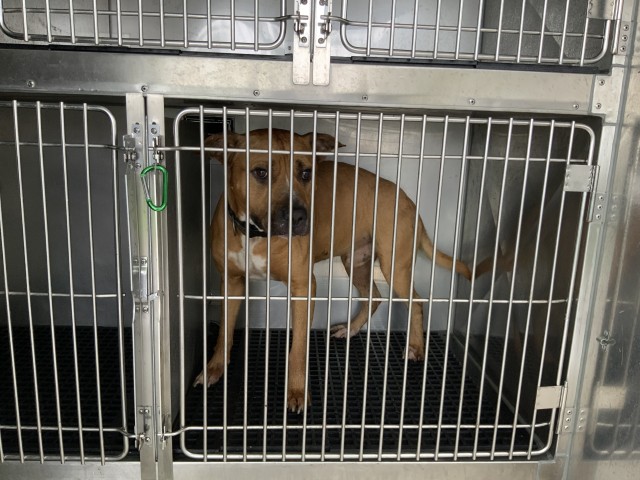 American Pit Bull Terrier at Chicago Animal Care and Control