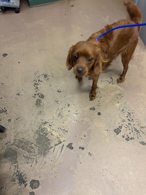 Dog A318923 at Chicago Animal Care and Control
