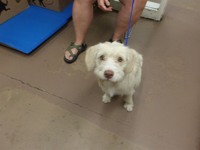 Dog A318932 at Chicago Animal Care and Control