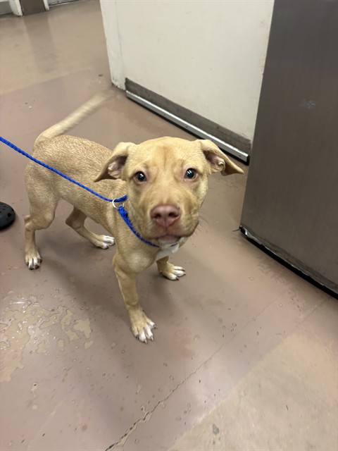 American Pit Bull Terrier at Chicago Animal Care and Control