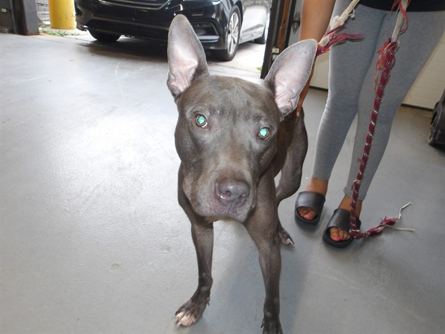 American Pit Bull Terrier at Chicago Animal Care and Control