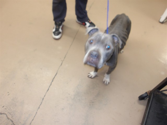 American Pit Bull Terrier at Chicago Animal Care and Control