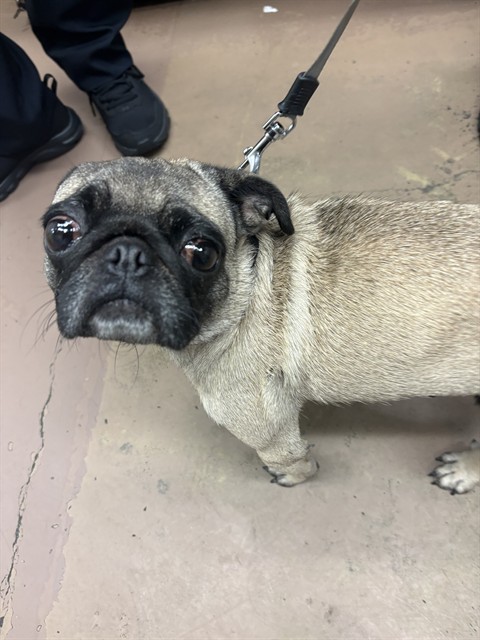 Pug at Chicago Animal Care and Control