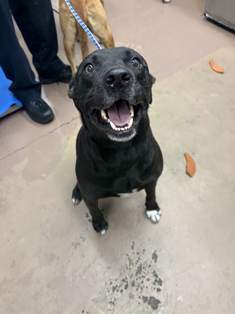 American Pit Bull Terrier at Chicago Animal Care and Control