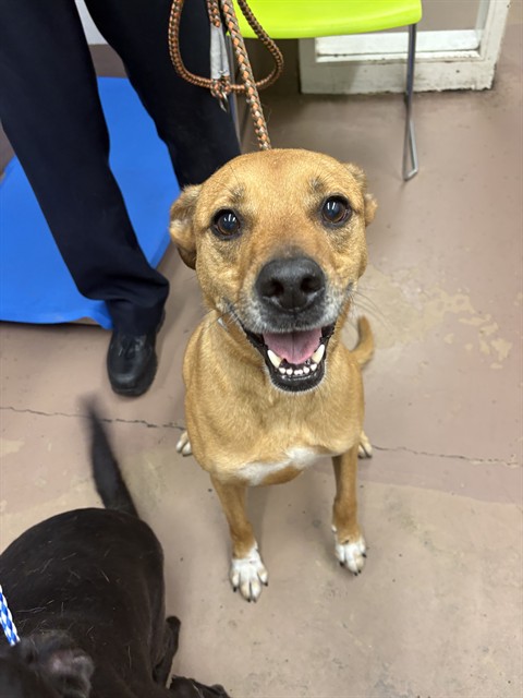 American Pit Bull Terrier at Chicago Animal Care and Control