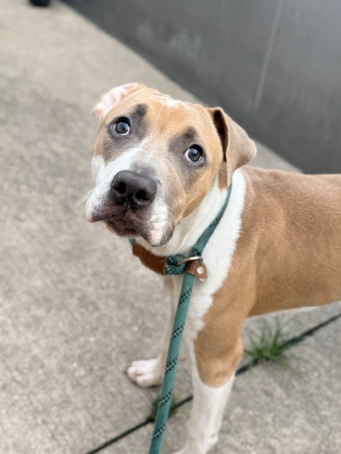 Pennystick, adoptable American Pit Bull Terrier at Chicago Animal Care and Control