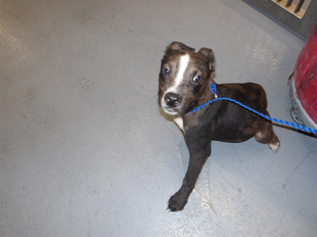 American Pit Bull Terrier at Chicago Animal Care and Control
