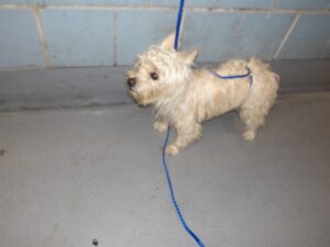 Pablo, adoptable Shih Tzu at Chicago Animal Care and Control
