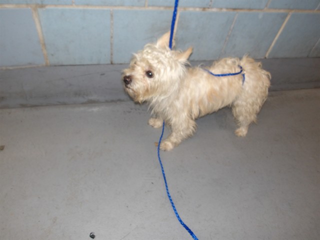 Shih Tzu at Chicago Animal Care and Control