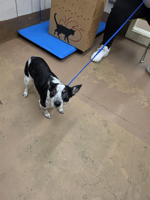 Chihuahua at Chicago Animal Care and Control