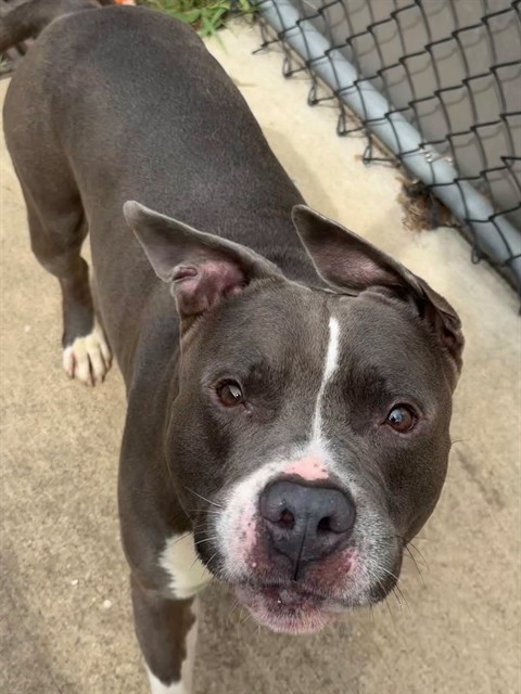 Swerve, adoptable American Pit Bull Terrier at Chicago Animal Care and Control