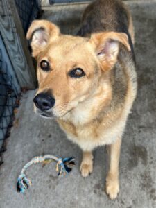 Sunset, adoptable German Shepherd Dog at Chicago Animal Care and Control