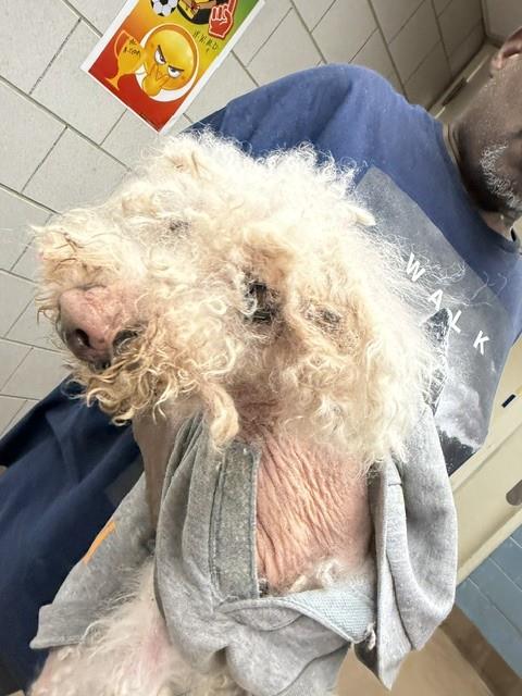 Poodle at Chicago Animal Care and Control