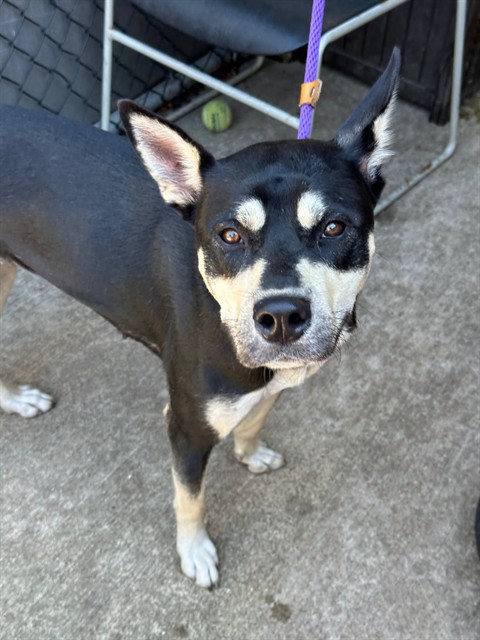 Hydrangea, adoptable German Shepherd Dog at Chicago Animal Care and Control
