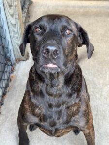 Rocket, adoptable Labrador Retriever at Chicago Animal Care and Control