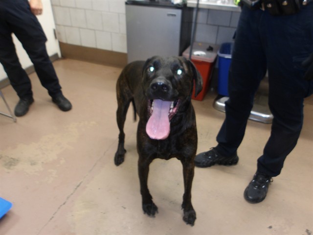 Labrador Retriever at Chicago Animal Care and Control