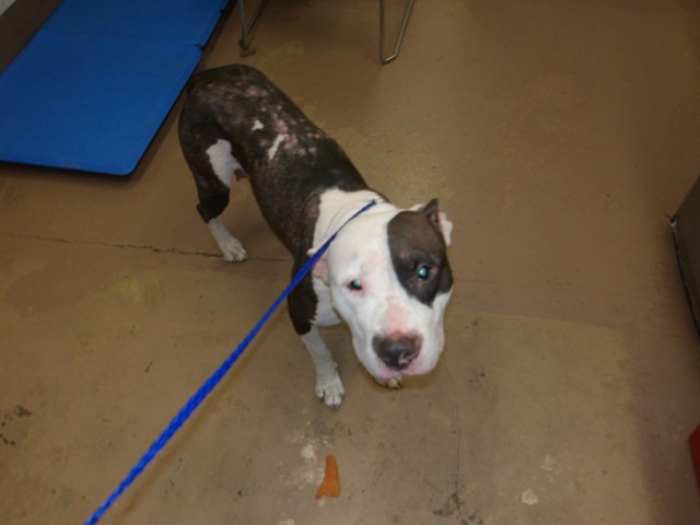 American Pit Bull Terrier at Chicago Animal Care and Control