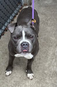 Cousteau, adoptable American Pit Bull Terrier at Chicago Animal Care and Control