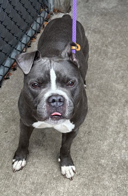 Cousteau, adoptable American Pit Bull Terrier at Chicago Animal Care and Control