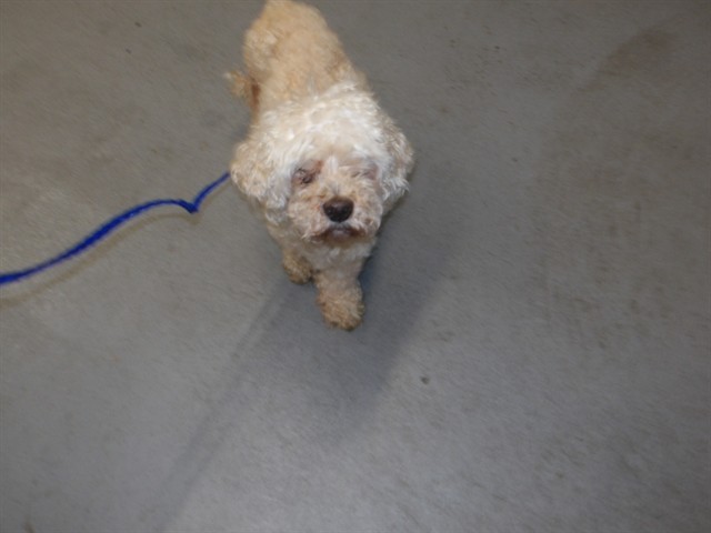Poodle at Chicago Animal Care and Control