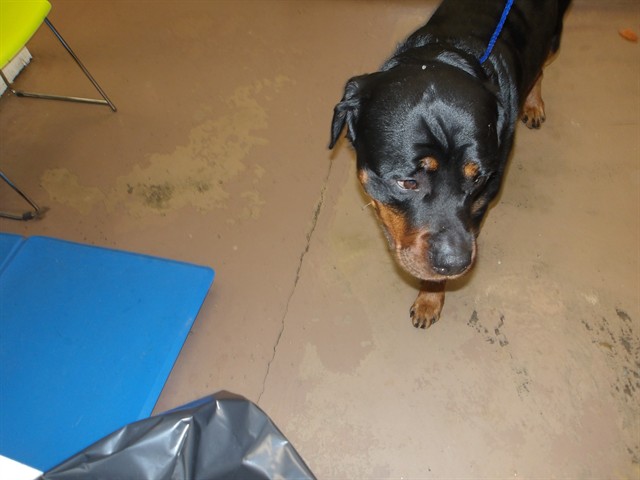 Rottweiler at Chicago Animal Care and Control