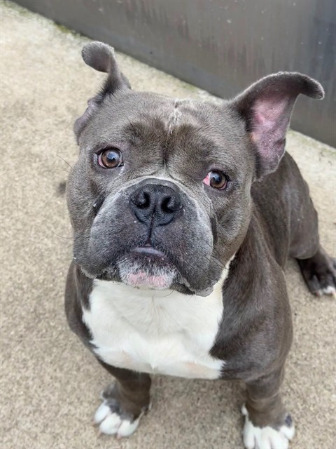 Lobster, adoptable American Pit Bull Terrier at Chicago Animal Care and Control
