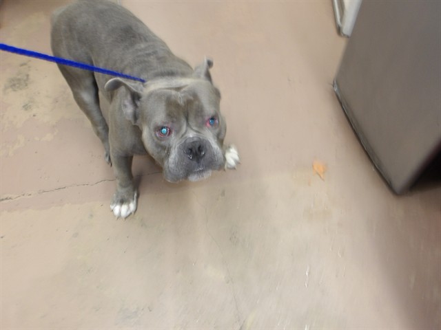 American Pit Bull Terrier at Chicago Animal Care and Control